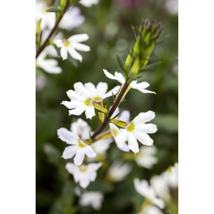 Weiße Fächerblume