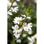 Verkleinertes Bild von Fächerblume, 12 cm Topf