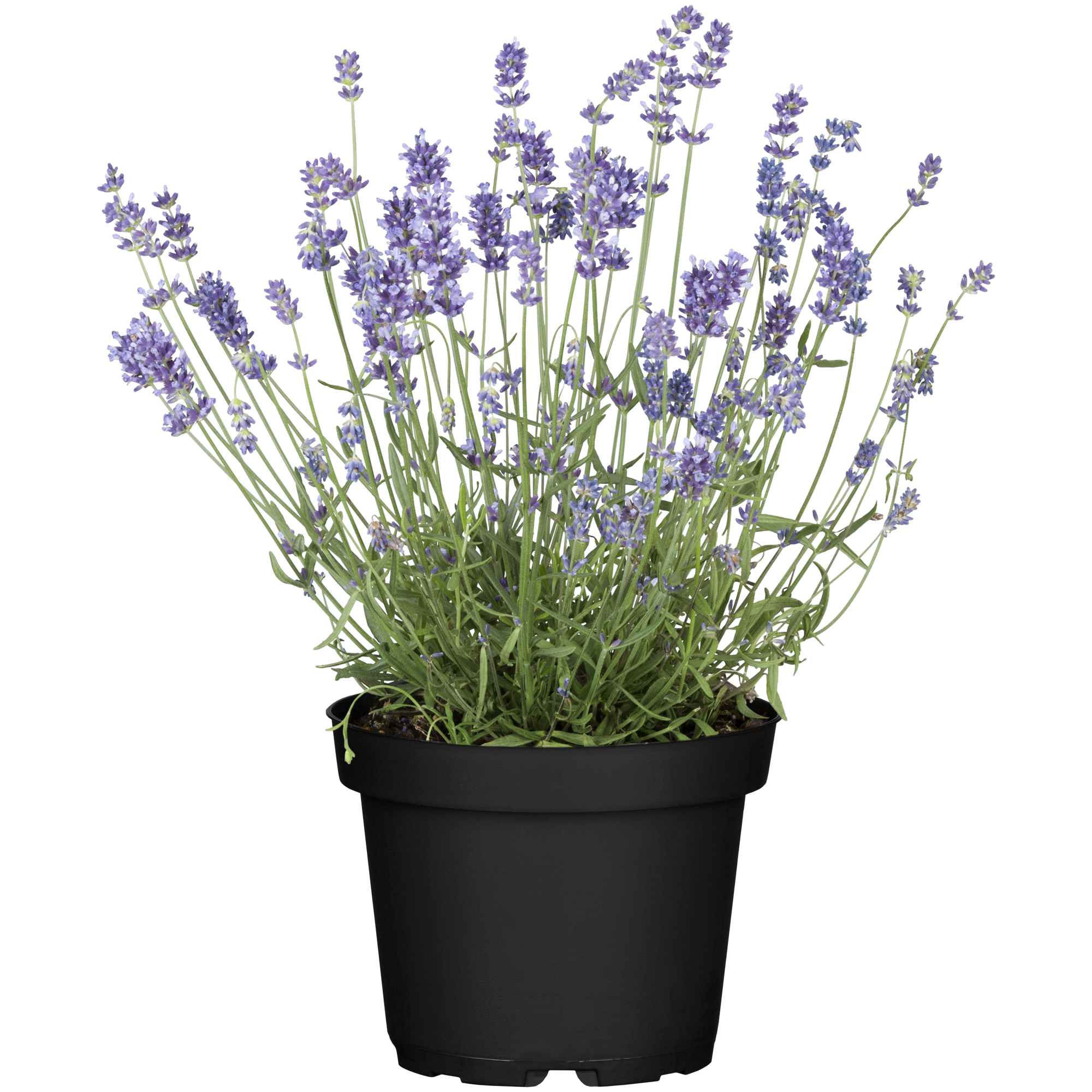 Lavendel 13 cm Topf + product picture