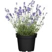 hauptbild