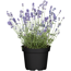 Lavendel 13 cm Topf