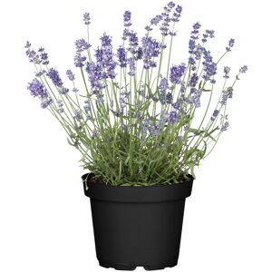 Lavendel 13 cm Topf