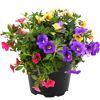 Calibrachoa-Trio in einem schwarzen Topf