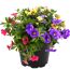 Calibrachoa-Trio in einem schwarzen Topf