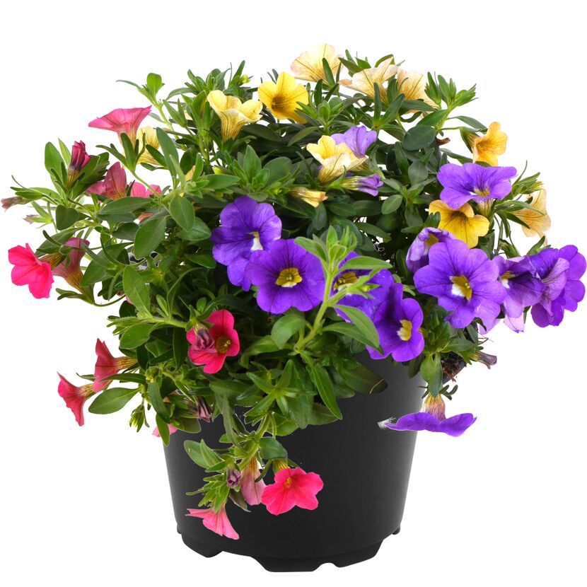 Calibrachoa-Trio in einem schwarzen Topf