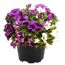 Petunien Calibrachoa Trio in einem schwarzen Topf