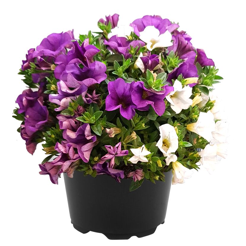 Petunien Calibrachoa Trio in einem schwarzen Topf