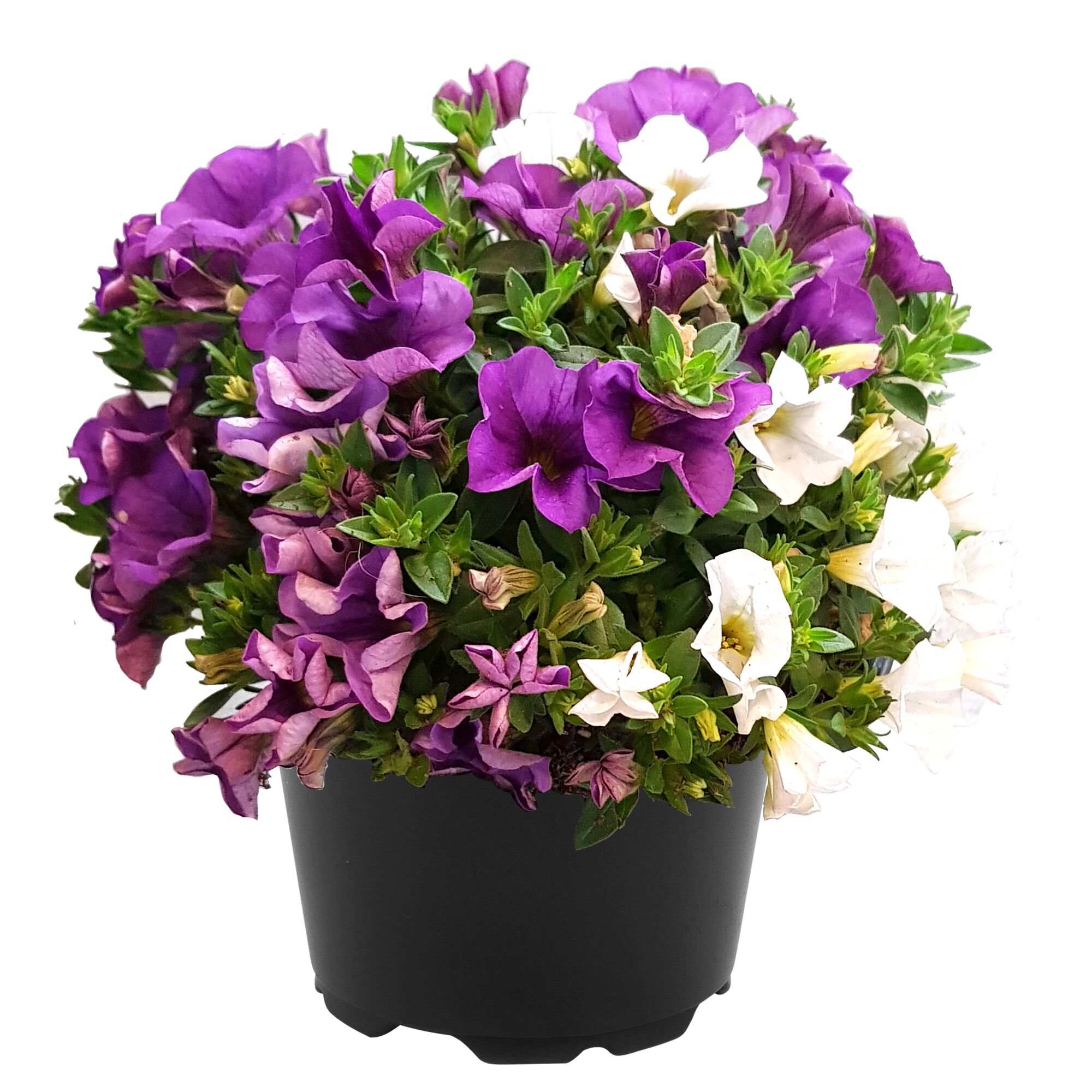 Petunien Calibrachoa Trio in einem schwarzen Topf