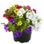 Petunien Calibrachoa Trio in einem schwarzen Topf