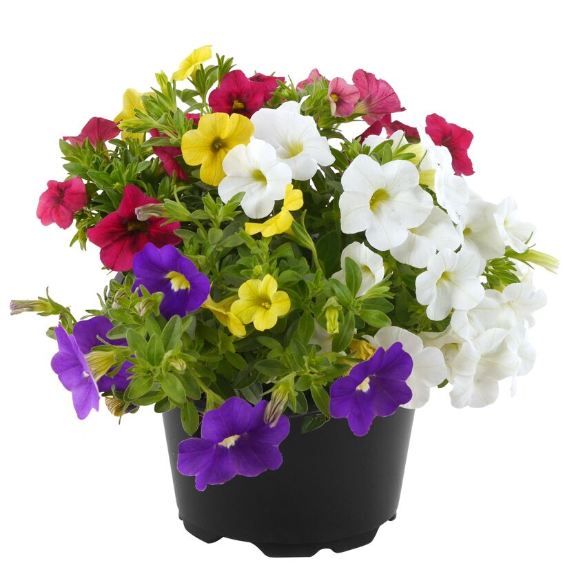 Petunien Calibrachoa Trio in einem schwarzen Topf