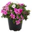 Petunie Calibrachoa Trio in schwarzem Topf