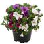 Petunien Calibrachoa Trio in einem Topf