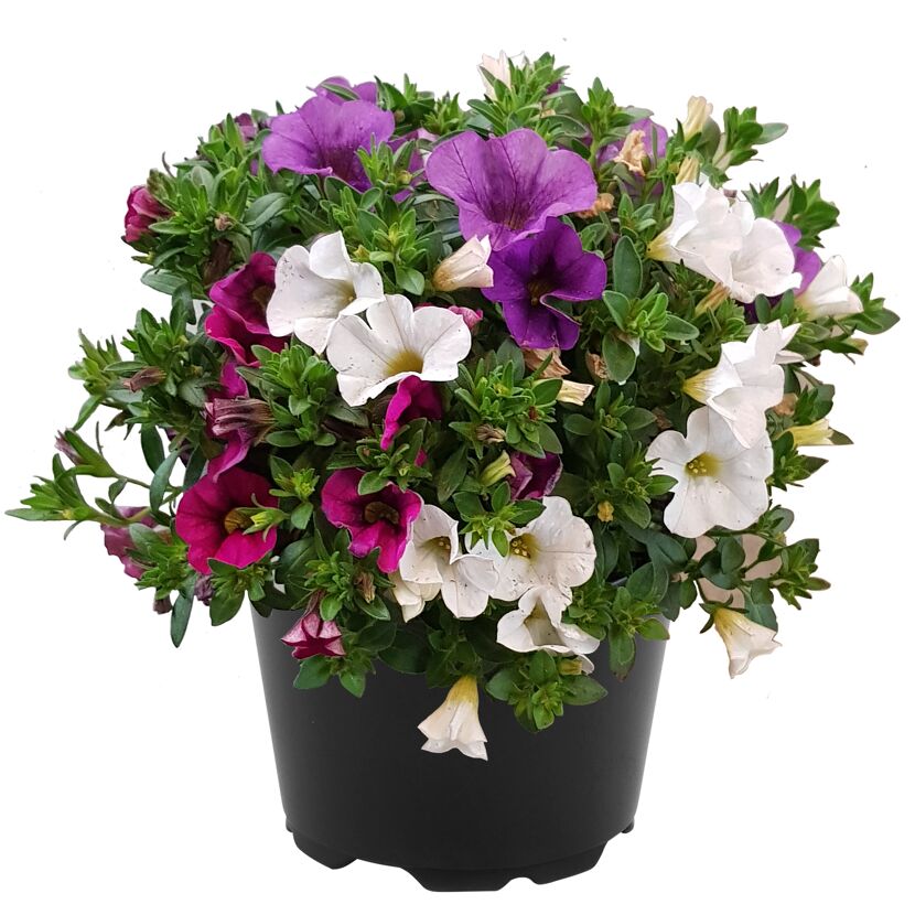 Petunien Calibrachoa Trio in einem Topf