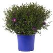 hauptbild
