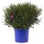 Herbstaster verschiedene Farben 19 cm Topf