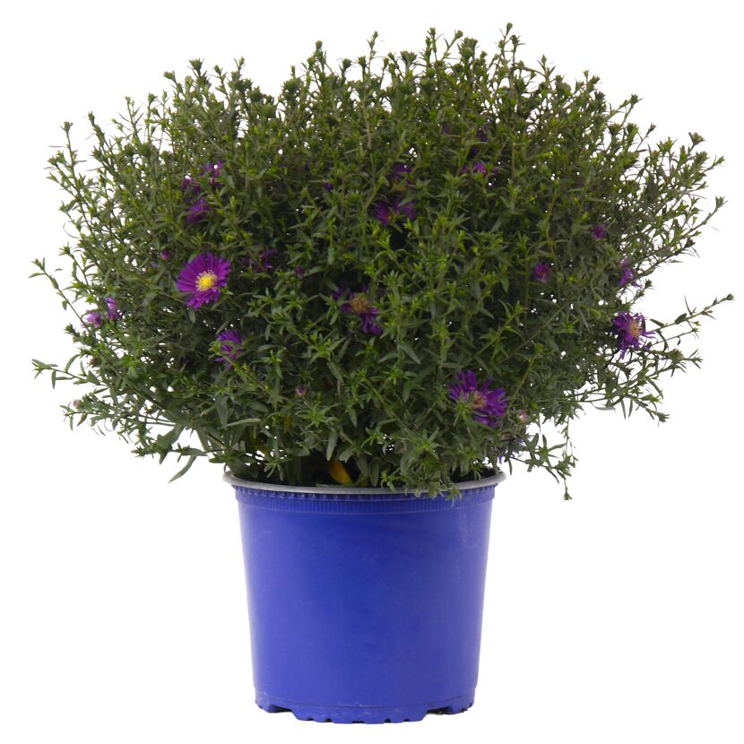 Herbstaster verschiedene Farben 19 cm Topf
