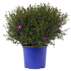 Herbstaster verschiedene Farben 19 cm Topf