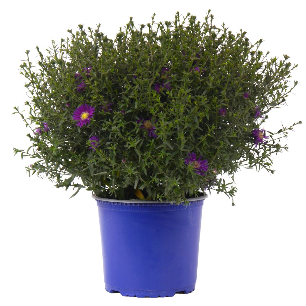 Herbstaster verschiedene Farben 19 cm Topf