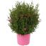 Herbstaster verschiedene Farben 19 cm Topf