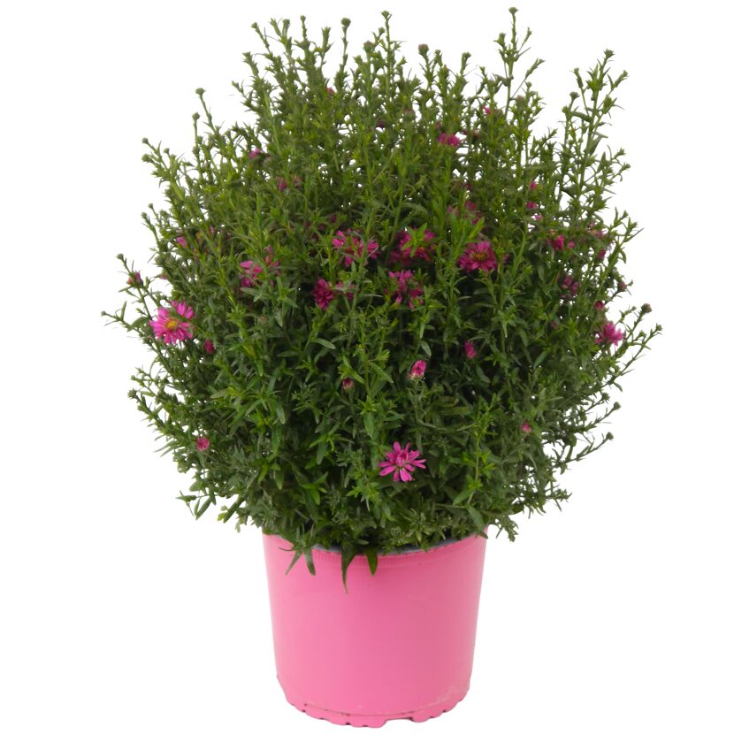 Herbstaster verschiedene Farben 19 cm Topf