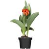 Orangefarbene Tulpe im schwarzen Topf