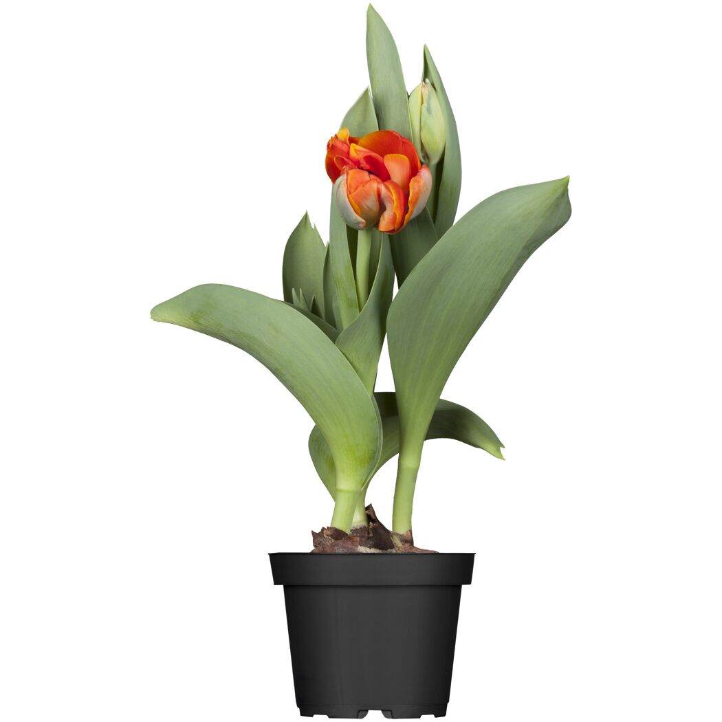 Orangefarbene Tulpe im schwarzen Topf
