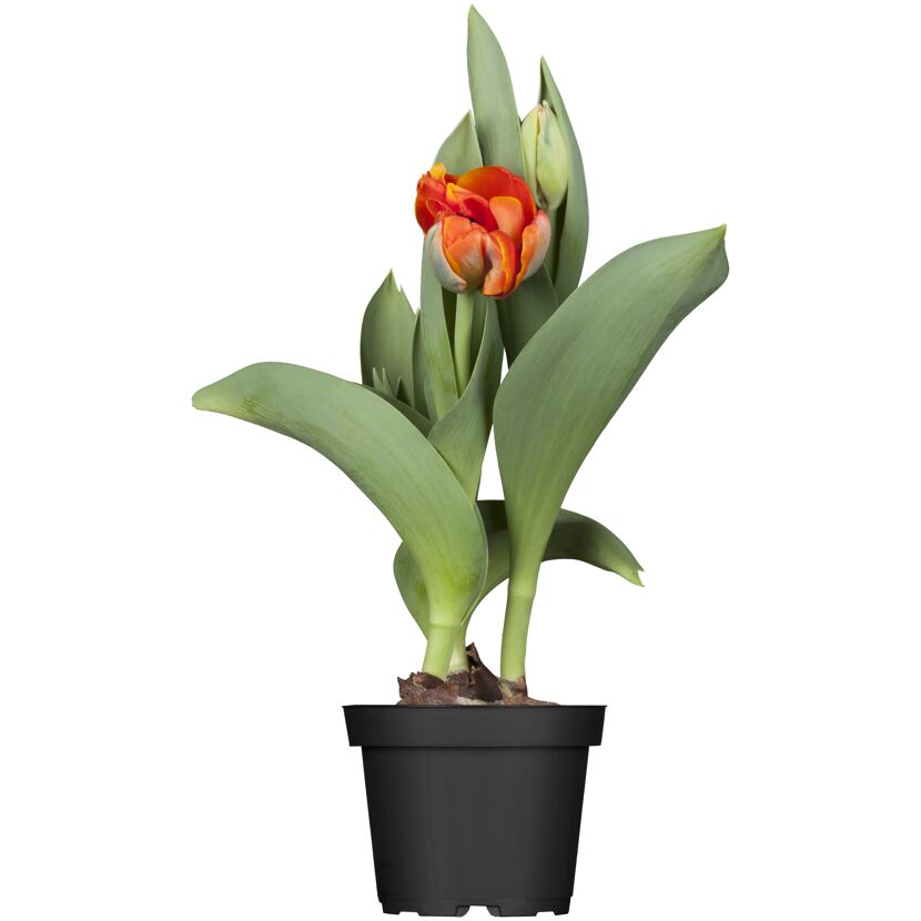 Orangefarbene Tulpe im schwarzen Topf