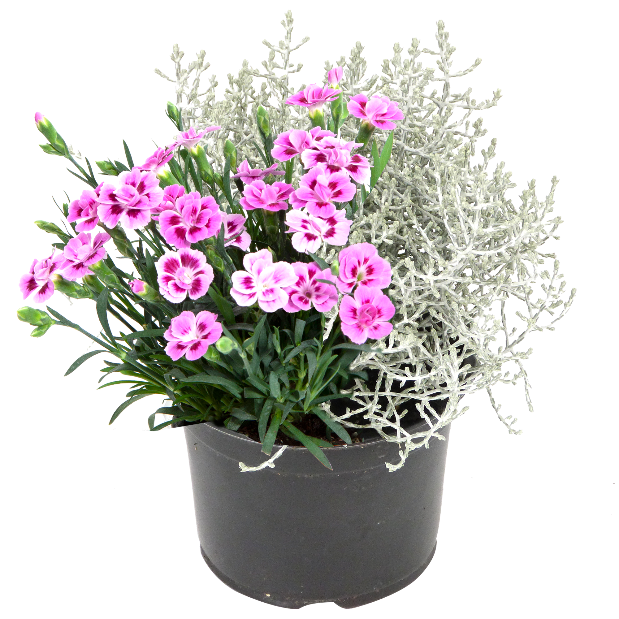 Stacheldraht mit Nelke 'CaPi' 13 cm Topf + product picture