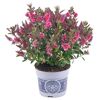 Hebe-Pflanze mit rosa Blüten im Topf