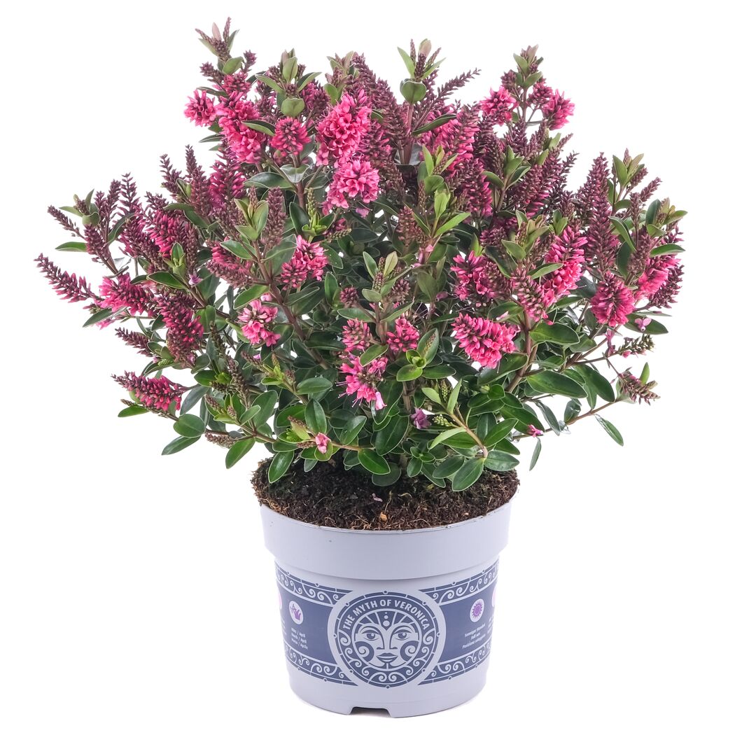 Hebe-Pflanze mit rosa Blüten im Topf