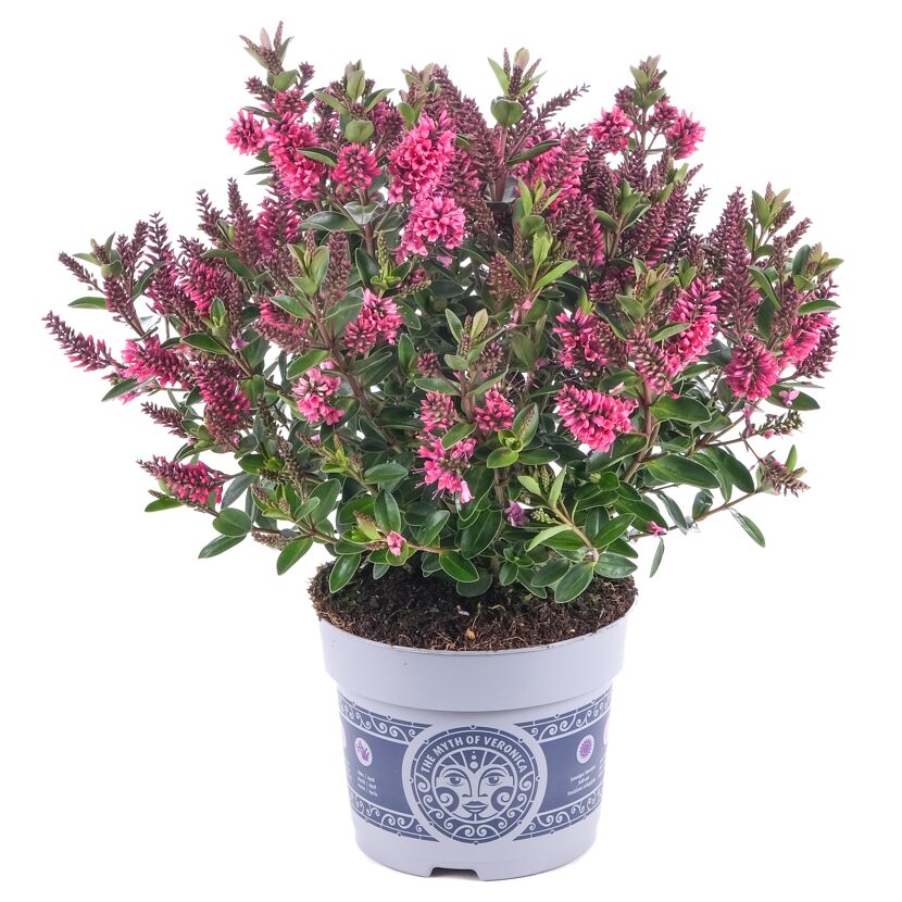 Hebe-Pflanze mit rosa Blüten im Topf