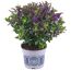 Hebe 'All Blooms' im Topf