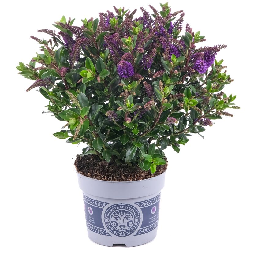 Hebe 'All Blooms' im Topf