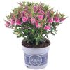 Hebe 'All Blooms' im Topf