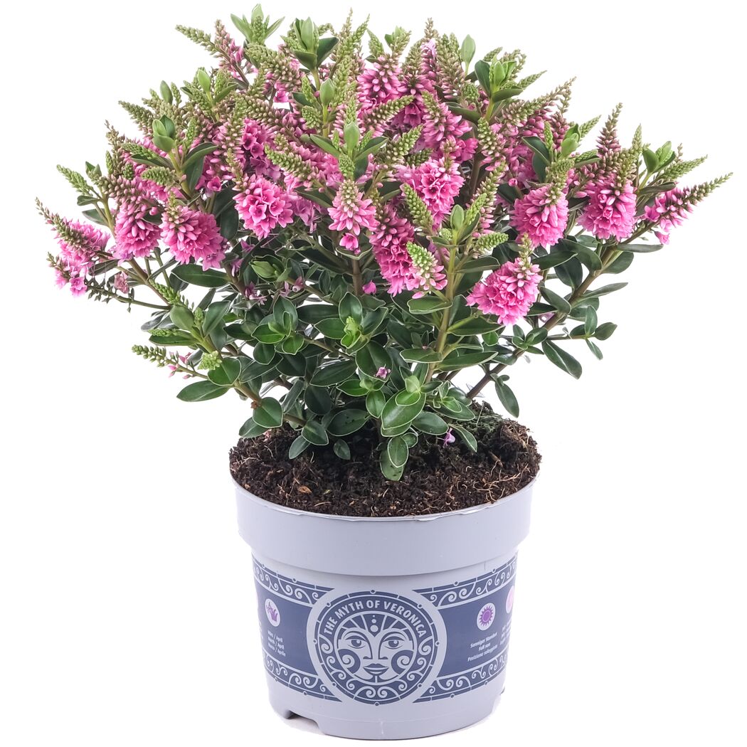 Hebe 'All Blooms' im Topf