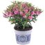 Hebe 'All Blooms' im Topf