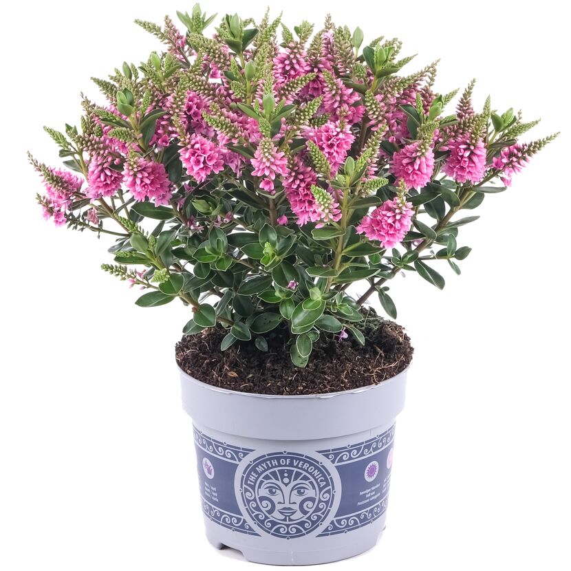 Hebe 'All Blooms' im Topf