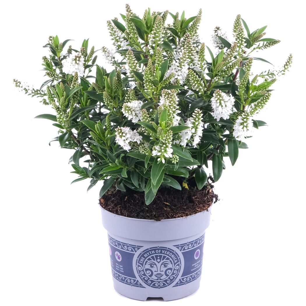 Hebe mit weißen Blüten im Topf