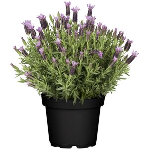 Schopflavendel blau 21 cm Topf