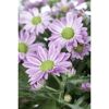 Nahaufnahme von lila Chrysanthemen.