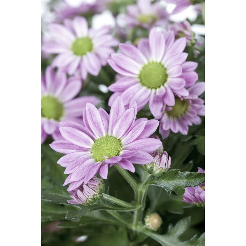 Nahaufnahme von lila Chrysanthemen.