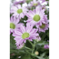 Verkleinertes Bild von Bauernchrysantheme violett 12 cm Topf, 2er-Set