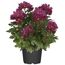 Topfpflanze mit pinken Chrysanthemenblüten