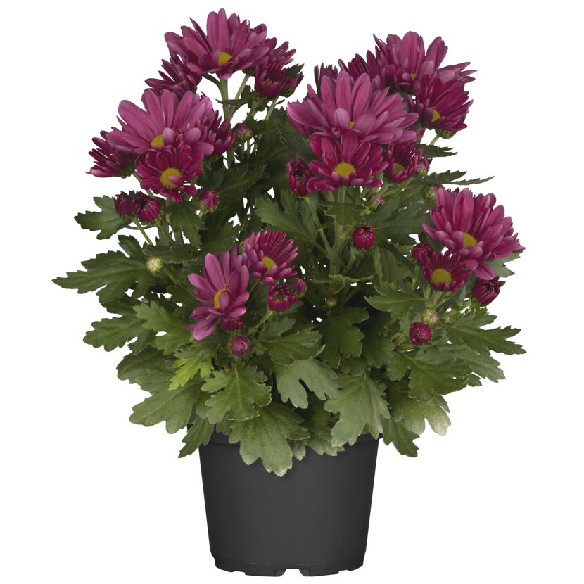Topfpflanze mit pinken Chrysanthemenblüten