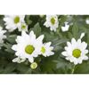 Weiße Chrysanthemenblüten mit gelber Mitte