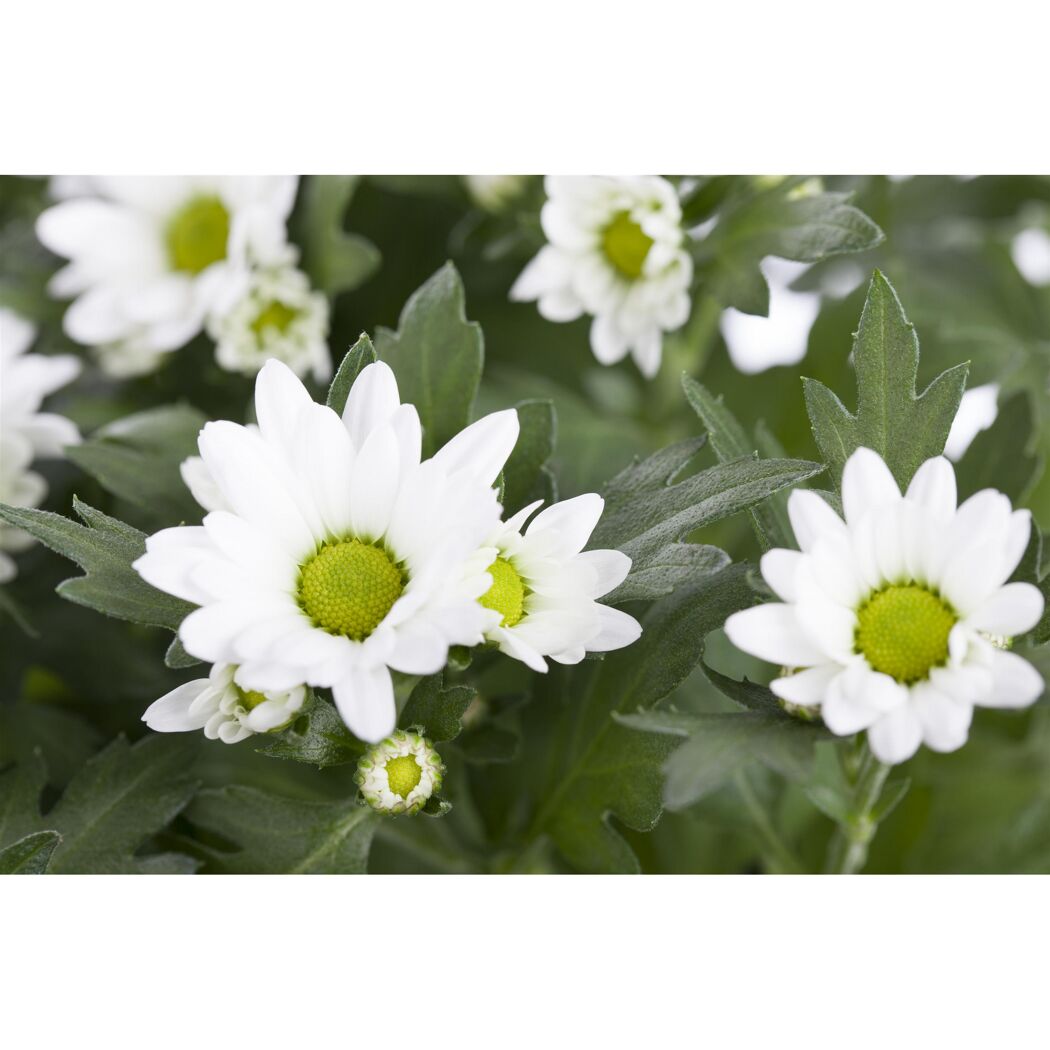 Weiße Chrysanthemenblüten mit gelber Mitte