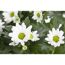 Weiße Chrysanthemenblüten mit gelber Mitte