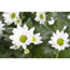 Verkleinertes Bild von Bauernchrysantheme weiß 12 cm Topf, 2er-Set