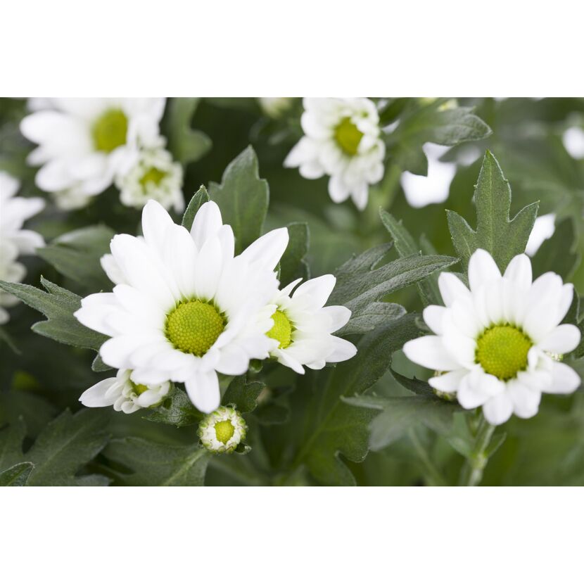 Weiße Chrysanthemenblüten mit gelber Mitte