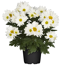 Verkleinertes Bild von Bauernchrysantheme weiß 12 cm Topf, 2er-Set